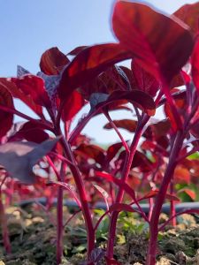 RED SPINACH SEEDS - (2000 seeds) / RED AMARANTH SEEDS / Round Leaves seeds