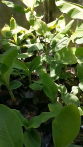 Banana Plant (Saging Lakatan) in plastic bag