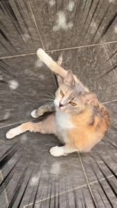 Biodin skin spray kucing / anjing /kelinci 20ml