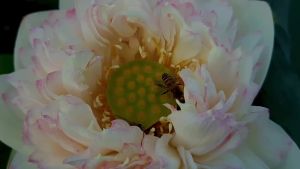 Hạt sen bách diệp mix 7 màu 100 cánh hoa nảy mầm 100%