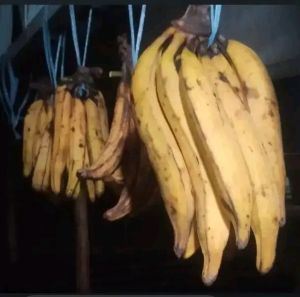 pisang tanduk madu cianjur selatan/1 kg