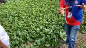 CANAAN ORGANIC LIQUID FERTILIZER 1 gallon