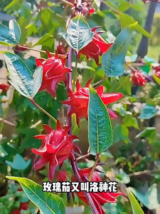 Roselle Hibiscus Tea Bags | Natural Beauty & Skin Wellness | Individually Wrapped | 洛神花茶包 红玫瑰茄花 美容养生茶 花茶 果茶原料 独立包装