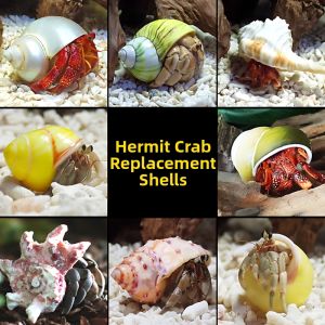haohushi | Natural Seashell Hermit Crab Shell Replacement Aquarium Decor