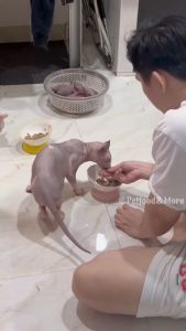 Thức Ăn Hạt Cho Mèo Felicia Đa Chức Năng Cùng Nguồn Đạm Tươi Sống Chuẩn Châu Âu Xuất Xứ Thổ Nhỉ Kỳ