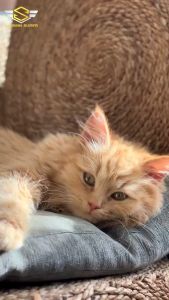 Obat Kucing Antibiotik Super D3 Antibiotik Penurun Panas Lumpuh Demam Infeksi Virus Infeksi Bakteri Lemes dan Radang tenggorokan