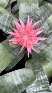 สับปะรดสี แจกันเงิน สับปะรดสีแอคเมีย Aechmea fasciata