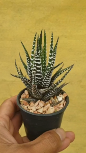 ม้าลาย ซุปเปอร์ไวท์ ฮาโวเทีย Haworthia fasciata Super White #Haworthia #ฮาโวเทีย #เมล็ดพันธุ์พืช