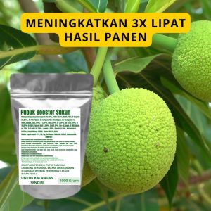 Pupuk Booster Sukun Pelebat Organik Cepat Berbuah Lebat Besar Anti Rontok Pembesar Sukun