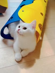 เลเลย์ ม้าน้อย รูถ แมว อู่เล่น แมว หลายรูเล่น วัสดุคุณภาพ ดีไซน์ สวย คุณภาพ สวย อุโมงค์แมวมหัศจรรย์ ของเล่นแมว