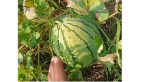 NINAKU F1 20gr - Benih bibit biji buah semangka hibrida perawatan mudah - ORIGINAL BENIH INTI