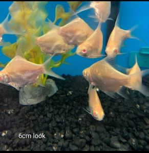 Albino short body Golden lampan tinfail barb 2.5cm-3cm live fish