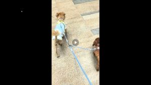 Dây dắt 2 đầu cho Chó Mèo màu sắc macaron (Không kèm đai yếm và vòng cổ) mẫu mới - Love Pets Shop