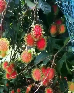 BIBIT RAMBUTAN BINJAI ANEKA BIBIT UNGGUL Nirwana