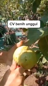 Bibit Jambu Kristal Merah Tanpa Biji Super Okulasi