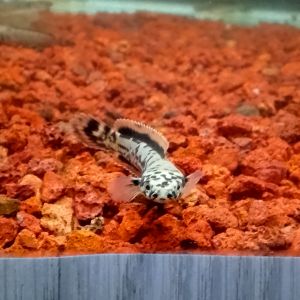 Channa Limbata Granit 2 inci