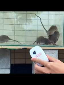 【ซื้อ 1 แถม1】รุ่นใหม่ล่าสุด2025 เครื่องไล่หนูsonic เทคโนโลยีอัลตราโซนิก 360 องศา เครื่องไล่หนูไฟฟ้า การแปลงความถี่อัจฉริยะ ครอบคลุมพื้นที่ขนาดใหญ่ ไล่หนูถาวรภายใน100000m ไม่มีหนู งู ตะขาบ แมงมุม ไล่จิ้งจกฯลฯ ยาไล่หนูในบ้าน ที่ไล่หนูไฟฟ้า ไล่หนูบนเพดาน