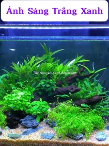 Đèn LED Máng Công Tắt Đổi Màu 3 Chế Độ Ánh Sánh Mạnh 11000k Giúp Cây Thuỷ Sinh Phát Triển Mạnh