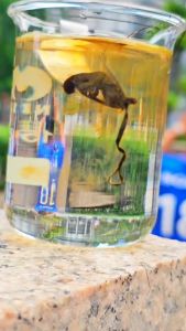 100% Natural Himalayan Shilajit Resin – Peak Purity Laboray Certified with Free Spoon