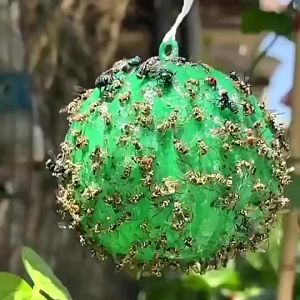 【COD】Fruitflies Sticky Trap Thrips White Flies Stinking Bug Perangkap Lalat Buah Pelekat Serangga 果蝇诱捕器 果蝇贴 Fly Trap Ball