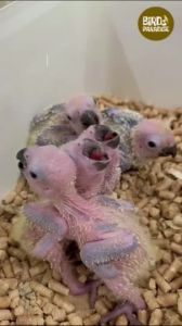 Natural Balance Nutrition Food 250g - อาหารนกลูกป้อน สุขภาพและเวลาในการแก้ไขสุขภาพ 250g