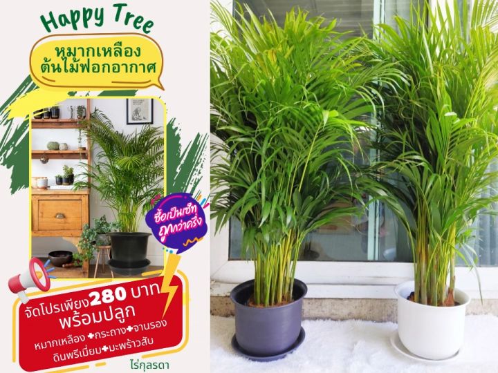 ต้นหมากเหลือง พร้อมกระถาง ดินปลูก ไม้ฟอกอากาศ