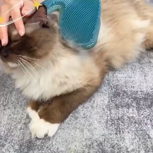 2in1 Cat Dog Hair Grooming Glove Pet Fur Remover Pet Massage Glove Shower Brush Hair Remover