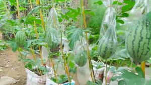 SULIT PACK! YELLOW WATERMELONHYBRID/SUPER SWEET/EASY TO GROW/HIGH YIELD (2 PCS SEEDS)