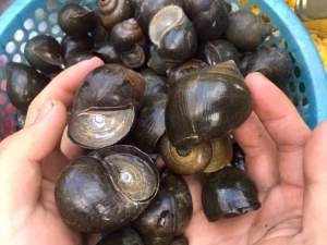 1 kg Fresh Siput Gondang (Hidup) Penawar Buasir & Memulihkan tenaga batin