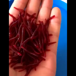 Bite 10/50/100pcs Worm Lure For Fishing Fishing Gear Fishing Accessories Fishing Lure Spinner Bait Fish