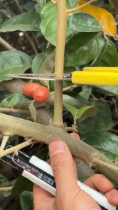 Gunting Cangkok 7011 Alat Pelilit / Pengelupas Kulit Batang | Ring Barking Shears