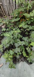 bibit buah tin subur di polibag | siap berbuah