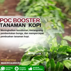 Pupuk khusus pelebat buah kopiPupuk kopi agar berbuah lebatPupuk kopi unggulPupuk kopi semprot