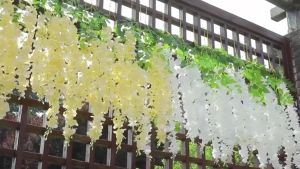 12buah Wisteria Jumbo Daun X3 1 lusin Putih Murah Bunga Artificial Plastik Dekorasi Wedding