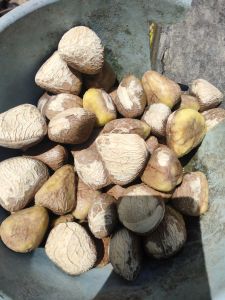 buah picung  atau buah kelewek 1kg