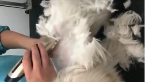 PROMO LAORENTOU Mesin Cukur Elektrik Bulu Hewan Dan Domba Grooming Hair Clipper Adjustable Cas