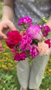 กิ่งพันธ์ คุณนายตื่นสาย แพรเซี่ยงไฮ้ แพรคาเนชั่น แพรจั๊มโบ๊ สีละ 10 กิ่ง/ 30 บาท มีให้เลือกซื้อมากกว่า 30 สี