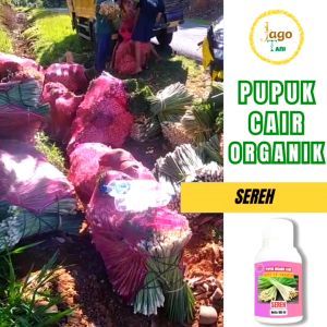 Pupuk Organik Cair Tanaman Sereh 100 Ml Percepat Masa Tumbuh Lebat Subur By Jagotani Yogyakarta