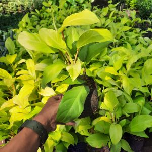 TANAMAN PHILODENDRON LIMEN LIME / SIRIH GADING CENTONG / TANAMAN HIAS HIDUP