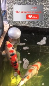 Surface Skimmer for Professional Koi Pond (Stop M size pellet from getting in)