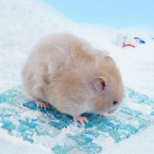 MIVOFIVO | Cooling Pad For Small Pets