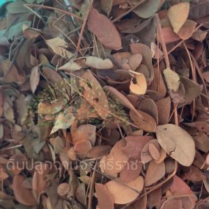 (ส่งฟรี)ใบก้ามปู​แห้ง จำนวน 3​ กระสอบ​(3-5kg./กระสอบ) ใบจามจุรี ใบก้ามปูล้วน ใช้เวลาจัดส่ง 5-7 วัน