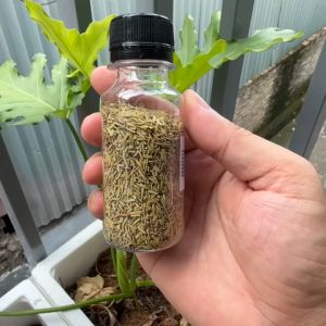 Lá hương thảo khô nghiền rosemary hộp 20g - hàng nhập khẩu Đức
