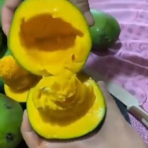 Bibit / Pohon Mangga Alpukat Jumbo Super Unggul Cepat Berbuah