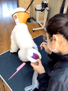 Thuốc nhuộm lông làm đẹp cho Chó Mèo & thú cưng - Love Pets Shop