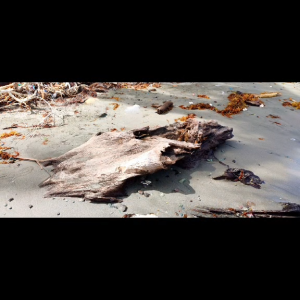 Magnifica Driftwood (per 100 Grams) Terrarium Drift Wood Display Aquarium Aquascaping Landscaping