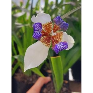 Iris White and Purple Orchid