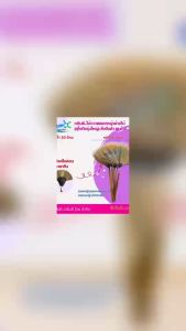 คลีนดี..ไม้กวาดดอกหญ้าด้ามไม้ (สุโขทัยรุ่นใหญ่) ยกมัด 10 ด้าม