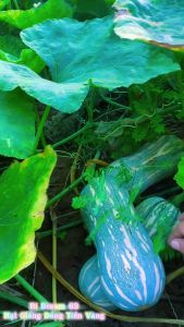 Hạt Giống Bí Đỏ Super Dream 63 (Gói 10 Gam)