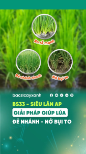 Phân Bón BS33 Siêu lân AP Kích Rễ Lúa Nở Bụi Đẻ Nhánh 500ml - Cứng Cây To Bụi - Bác Sĩ Cây Xanh